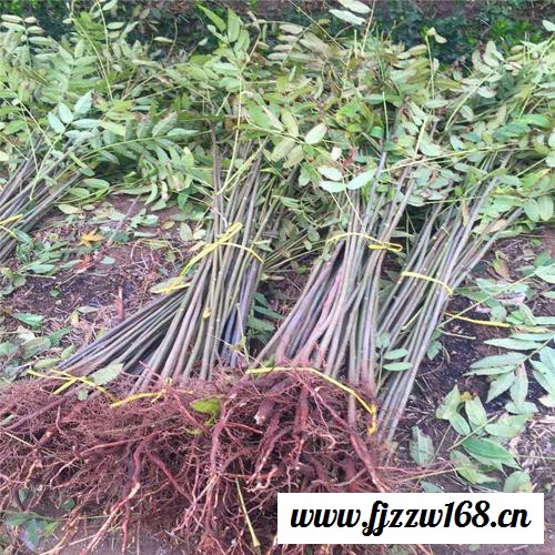 红香椿芽新鲜20年顺丰航空头茬红油香椿叶山东野现摘3蔬菜包邮2斤图2