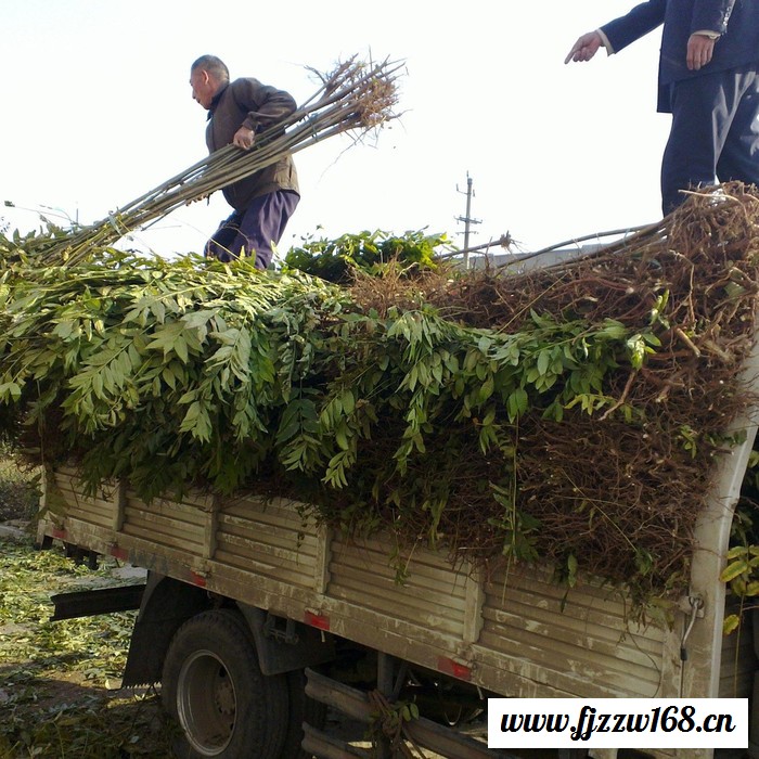 红香椿芽新鲜20年顺丰航空头茬红油香椿叶山东野现摘3蔬菜包邮2斤图4