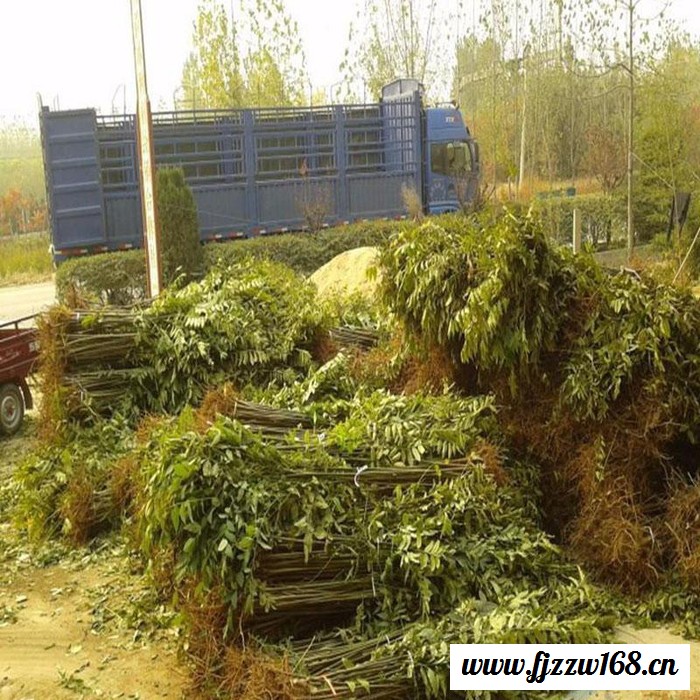 红香椿芽新鲜20年顺丰航空头茬红油香椿叶山东野现摘3蔬菜包邮2斤图7